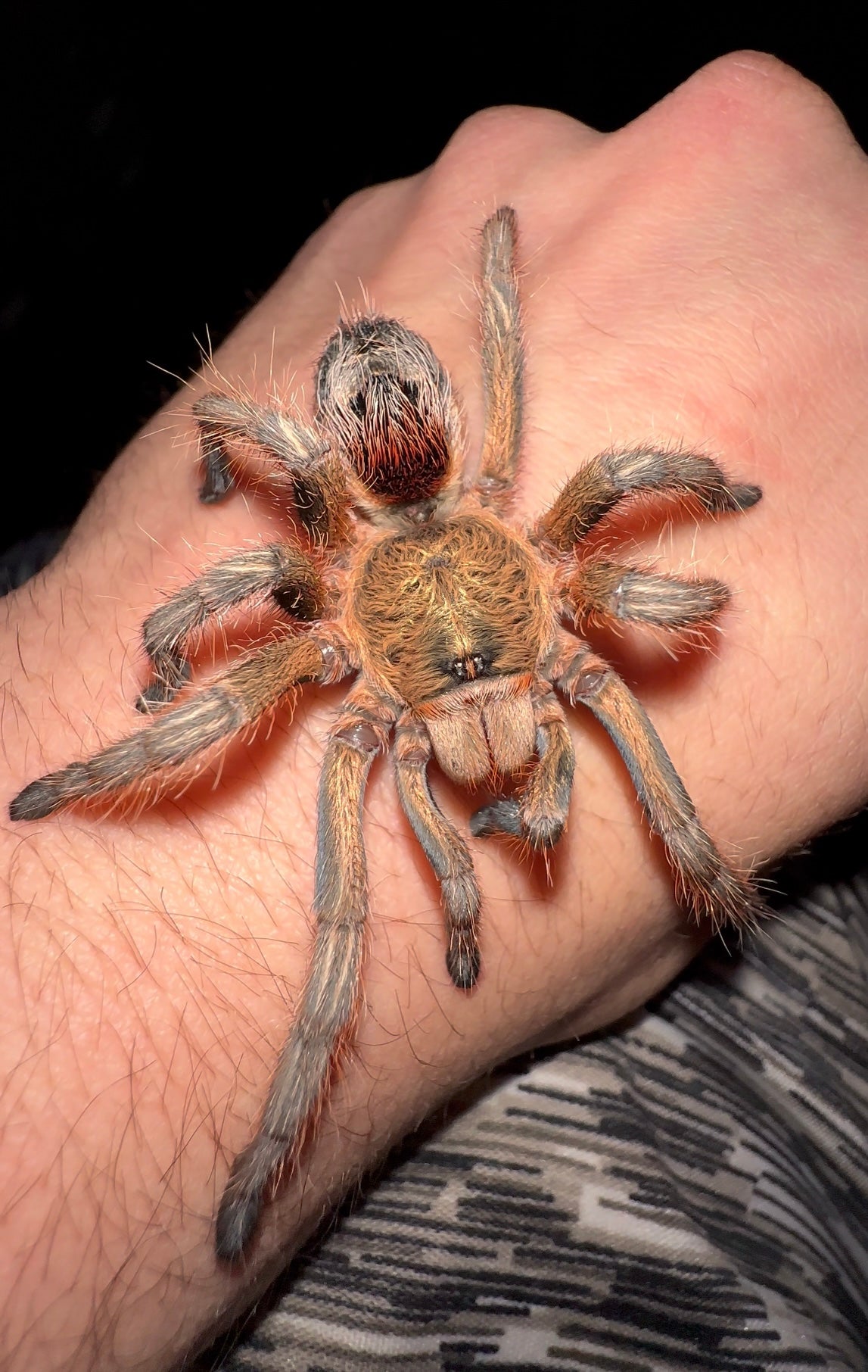 Euathlus Manicata Gold Tarantula female on hand