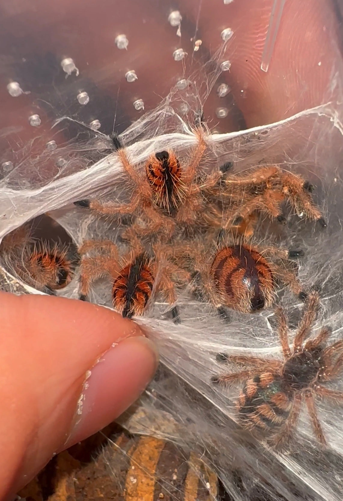 Avicularia minatrix communal next to finger for size comparison