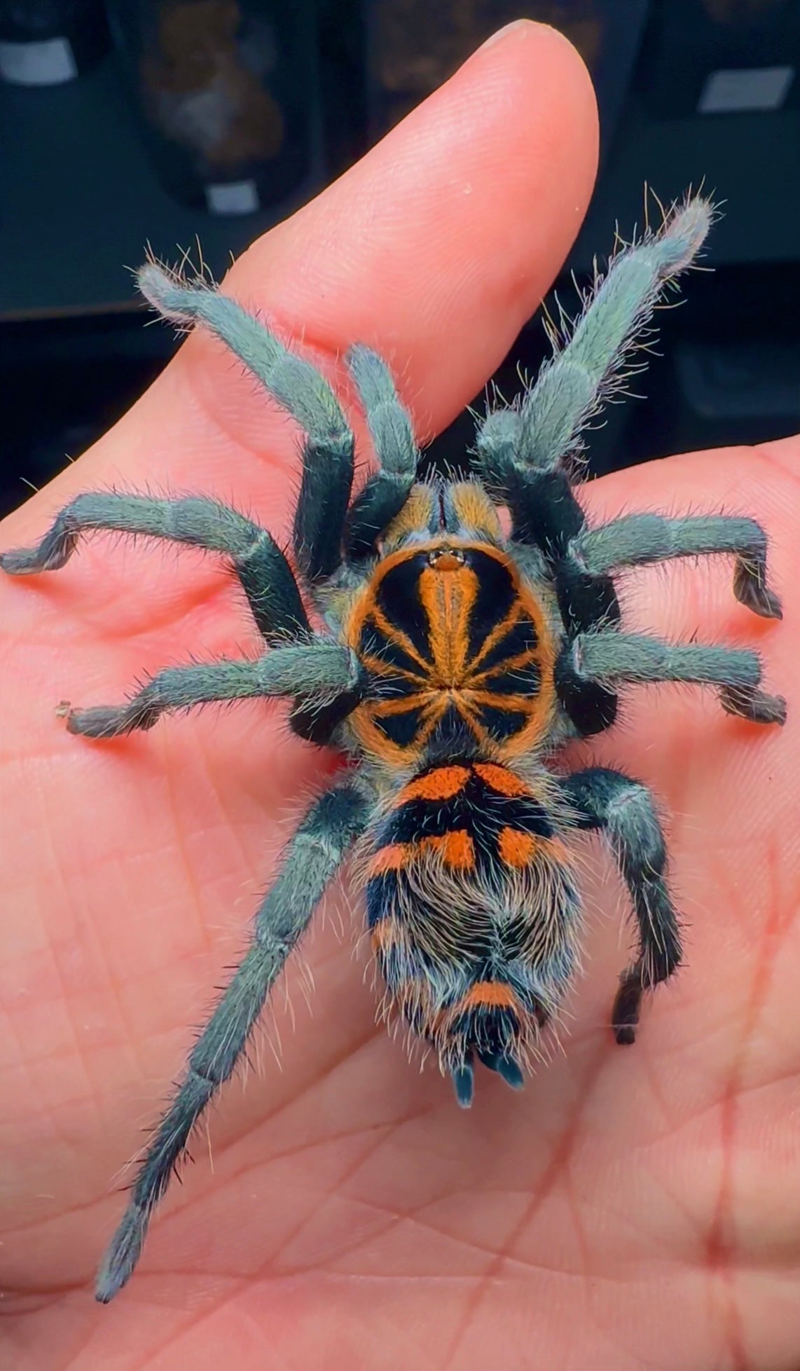 Theraphosidae Yasuni on hand! Extremely rare blue spider on hand