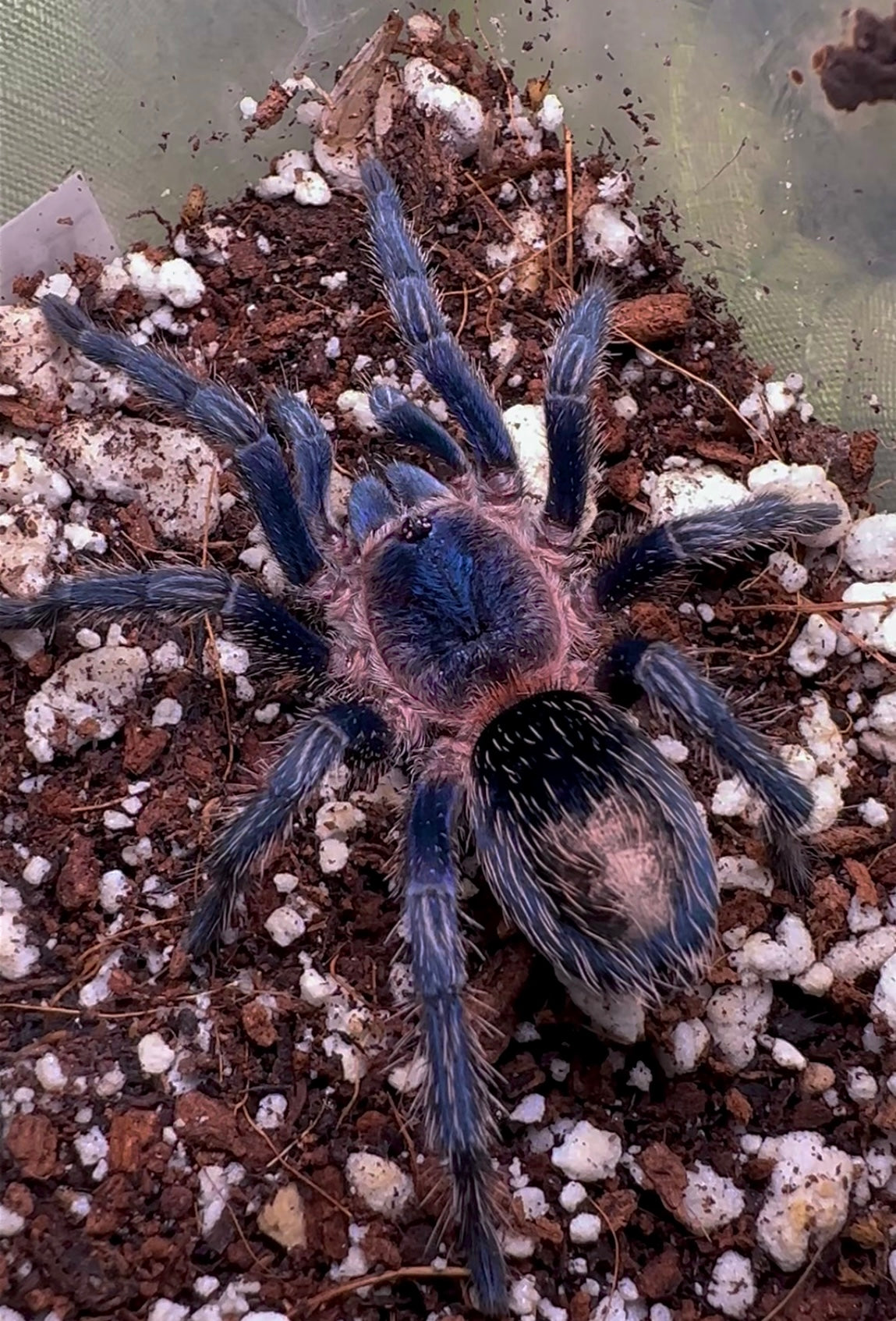 Cobalt Blue Rump Tarantula on substrate