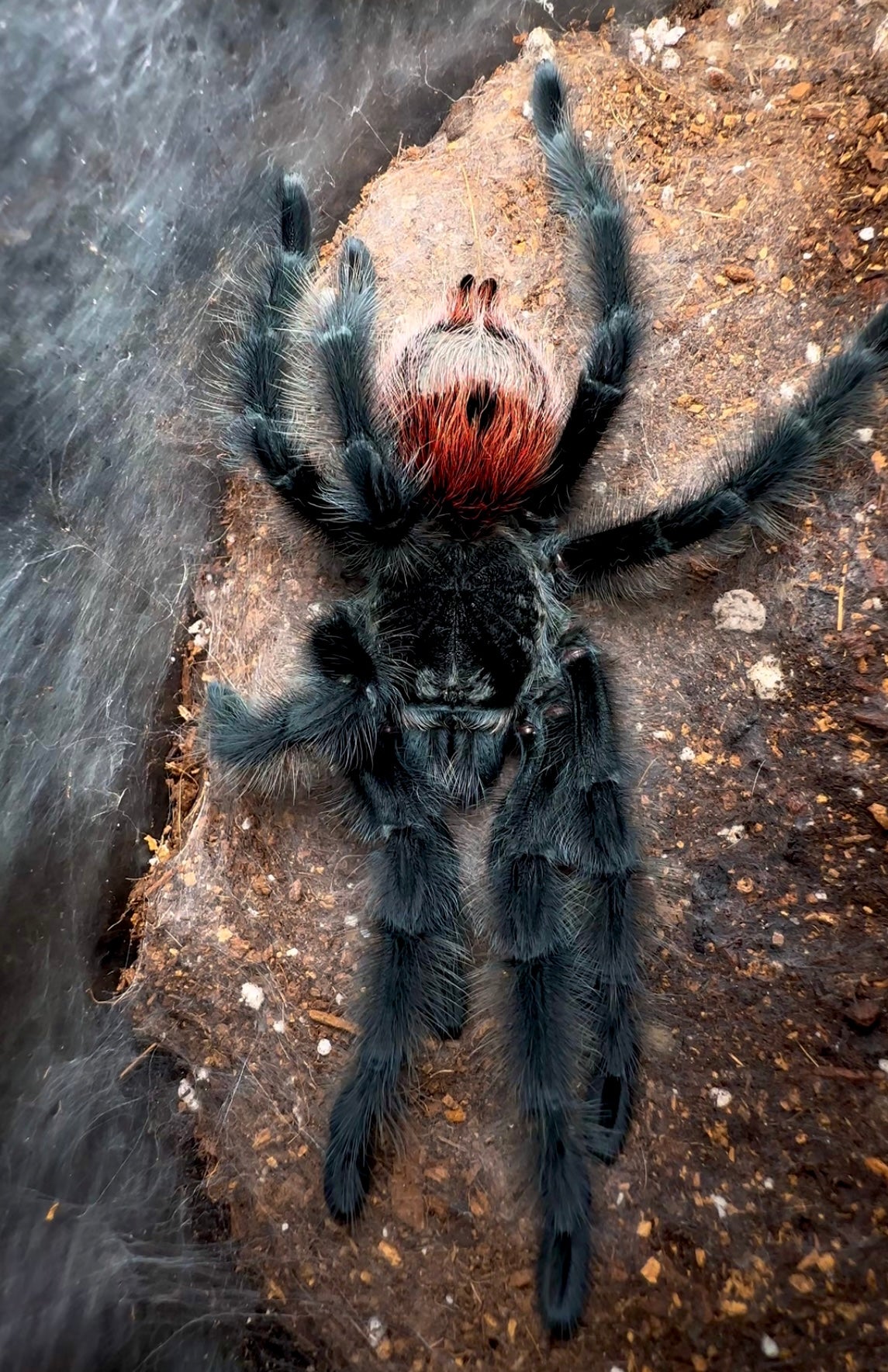 Grammostola iheringi - Brazilian Black and Red - Adult Female For Sale