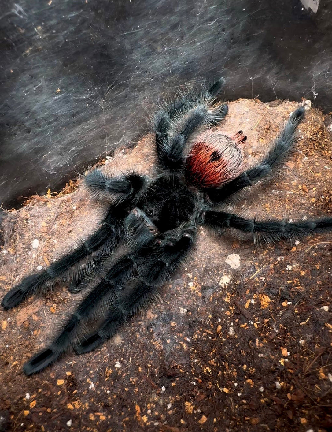 Grammostola iheringi tarantula - Brazilian Black and Red for sale