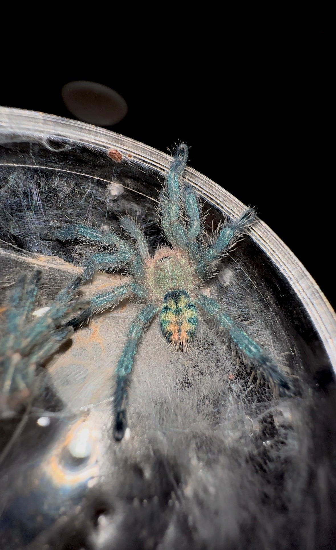 Baby Pachistopelma bromelicola - blue tarantula for sale
