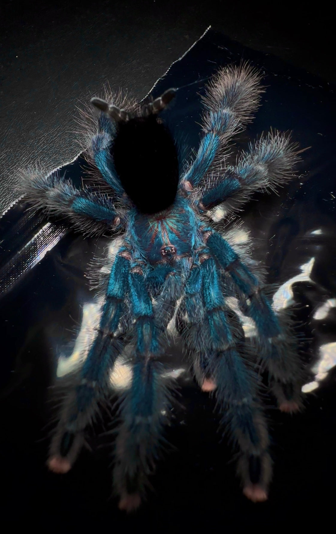 Avicularia Geroldi tarantula on dark background