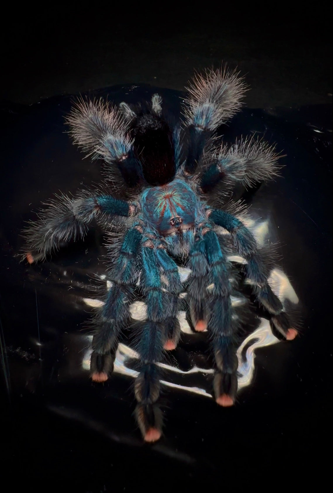 Front side shot of Avicularia Geroldi tarantula