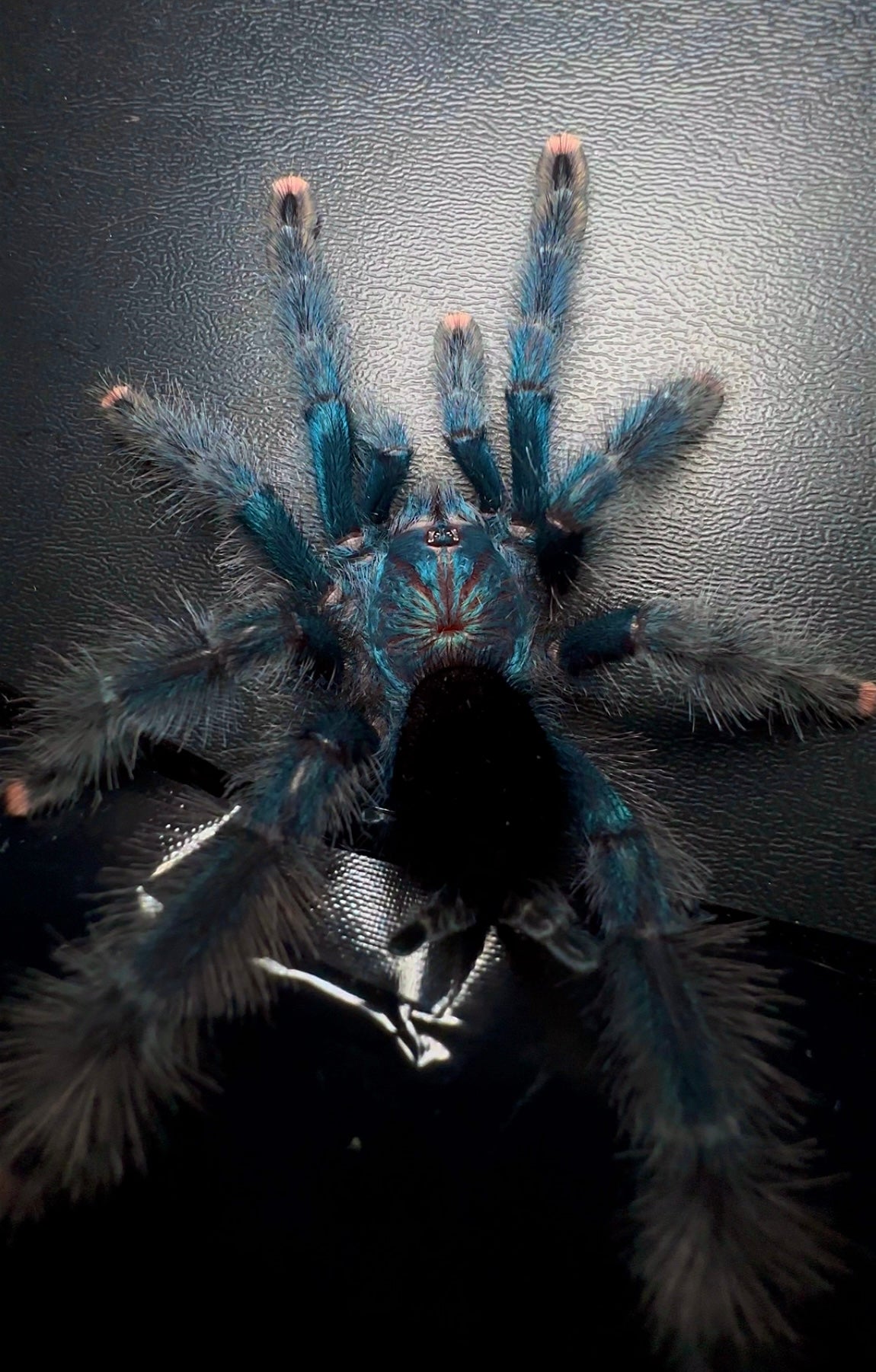 Avicularia Geroldi tarantula spread out shot from behind