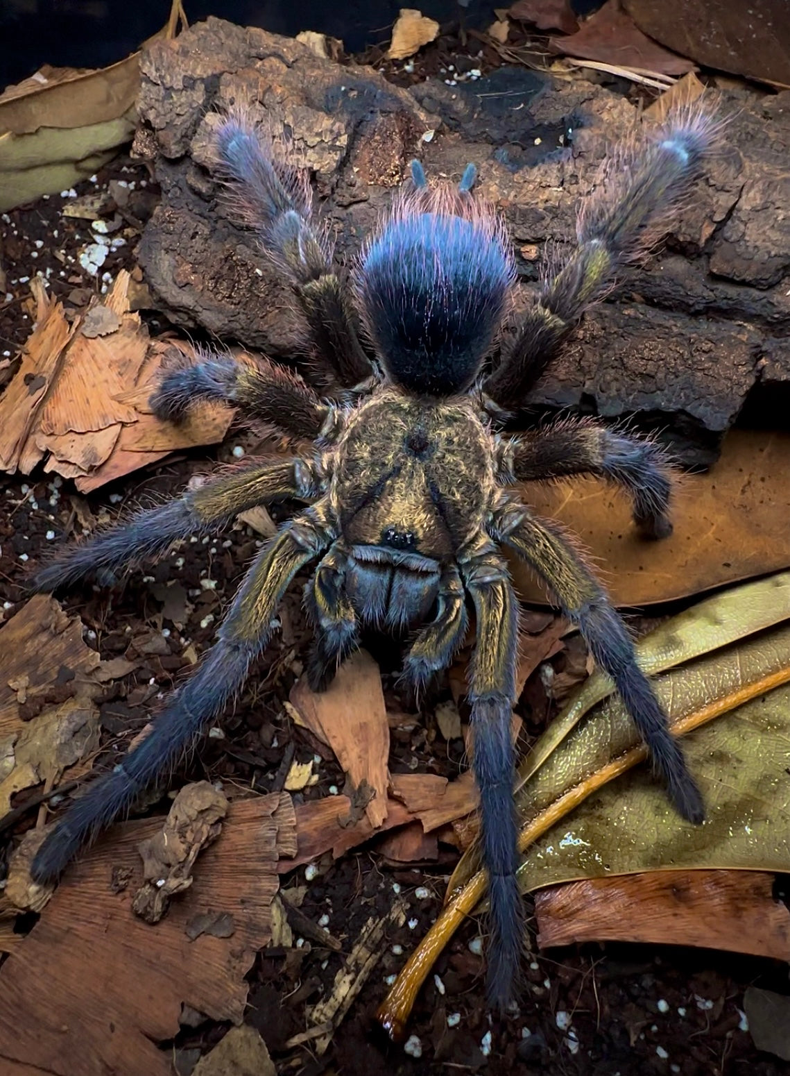 Phormictopus auratus adult female tarantula on leafy background spread out