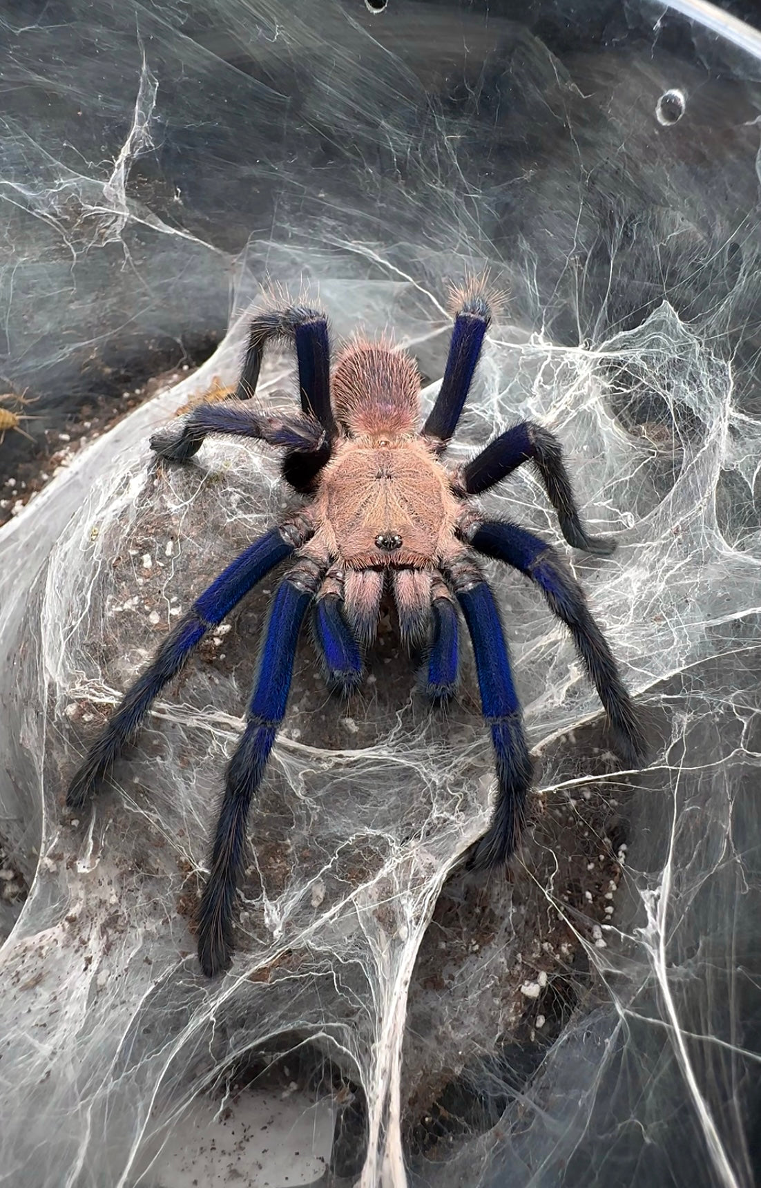 Blue Dream Earth Tiger Tarantula