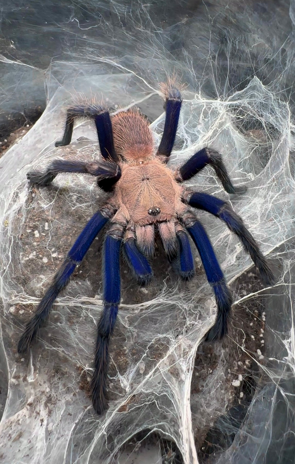 Close up front side shot of Giant Chilobrachy sp. South Thailand Blue Tarantula