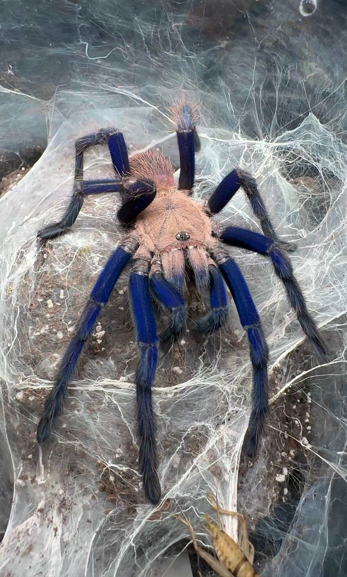 Chilobrachy South Thailand Blue tarantula for sale