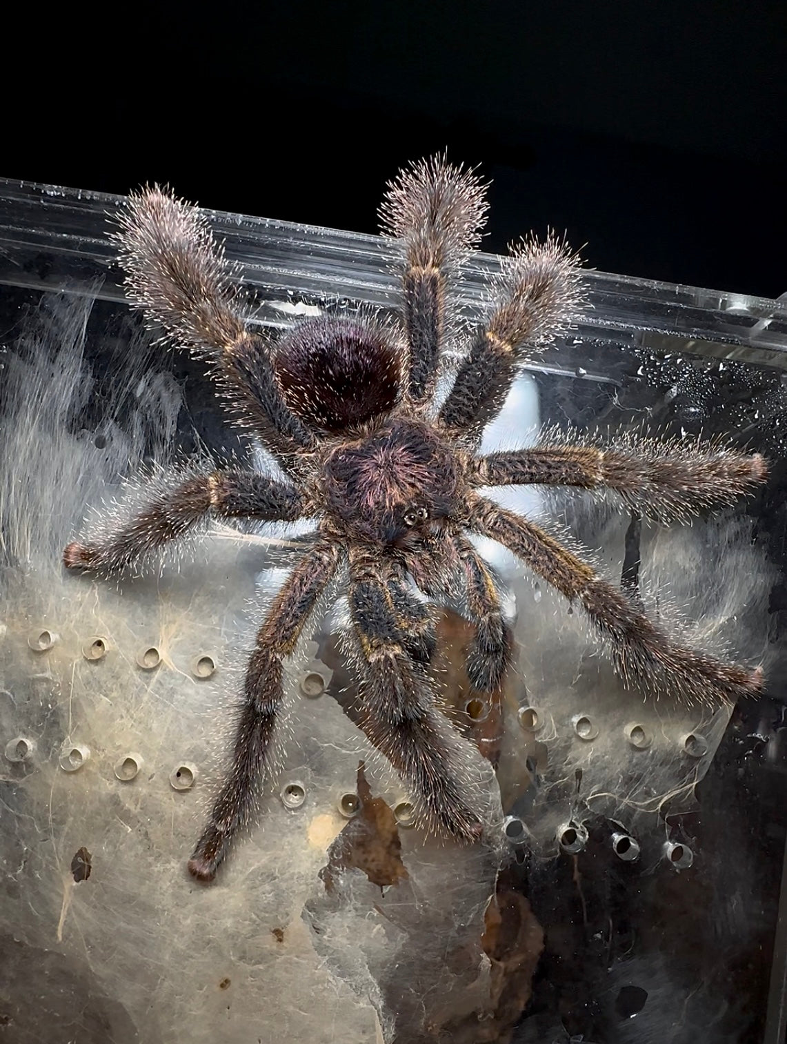 Avicularia Bicegoi Mature Male Tarantula up close