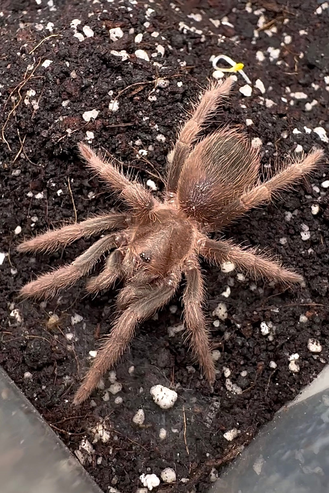 Acanthoscurria maga Young tarantula on soil substrate