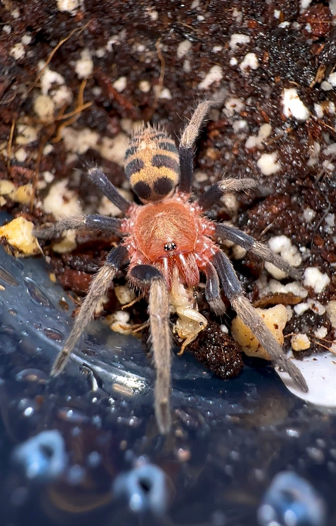 Anqasha sp. Blue 0.75 inch well started sling eating a cricket!