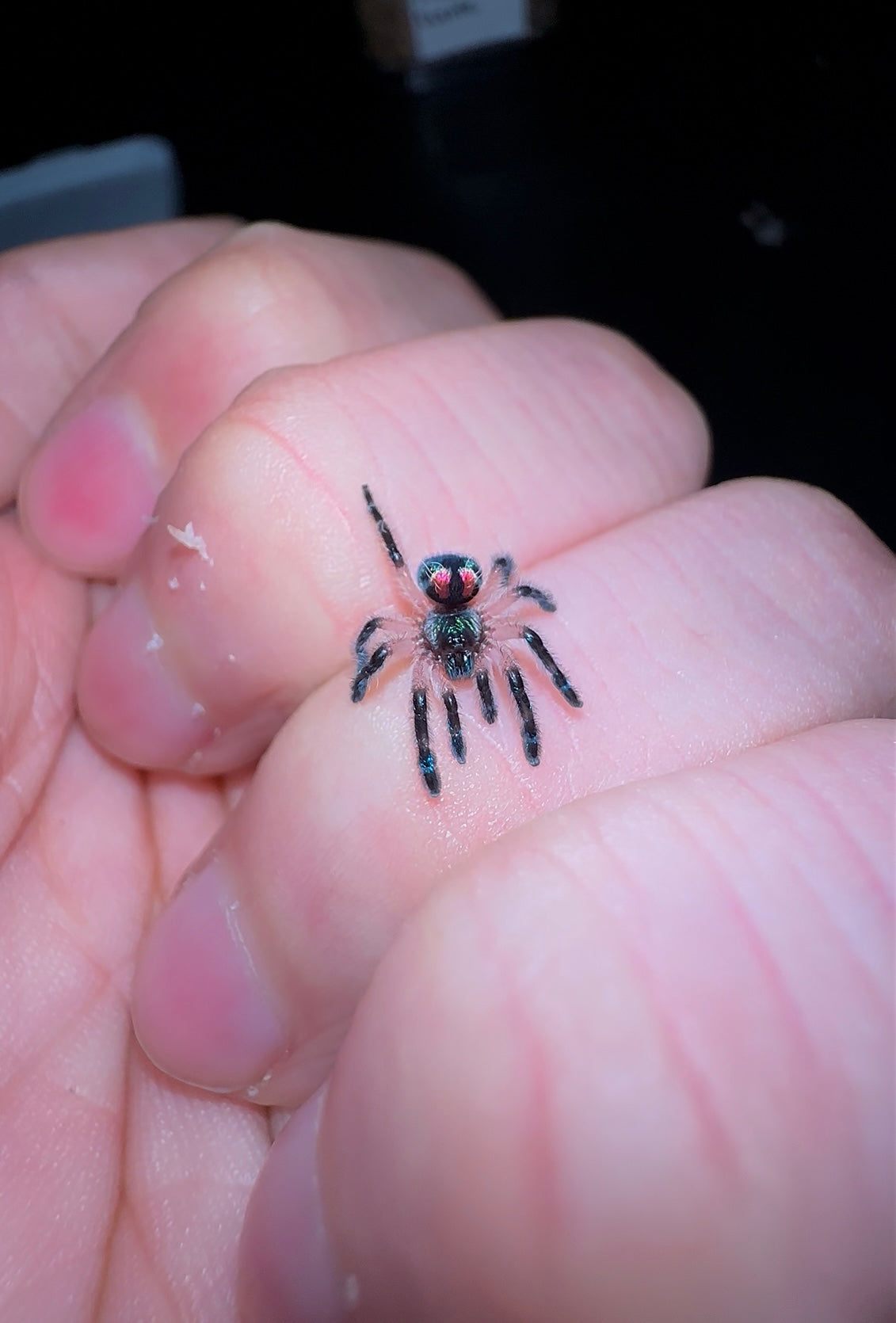 Typhochlaena seladonia 0.75 inch well started baby for sale - Brazilian Jewel tarantula