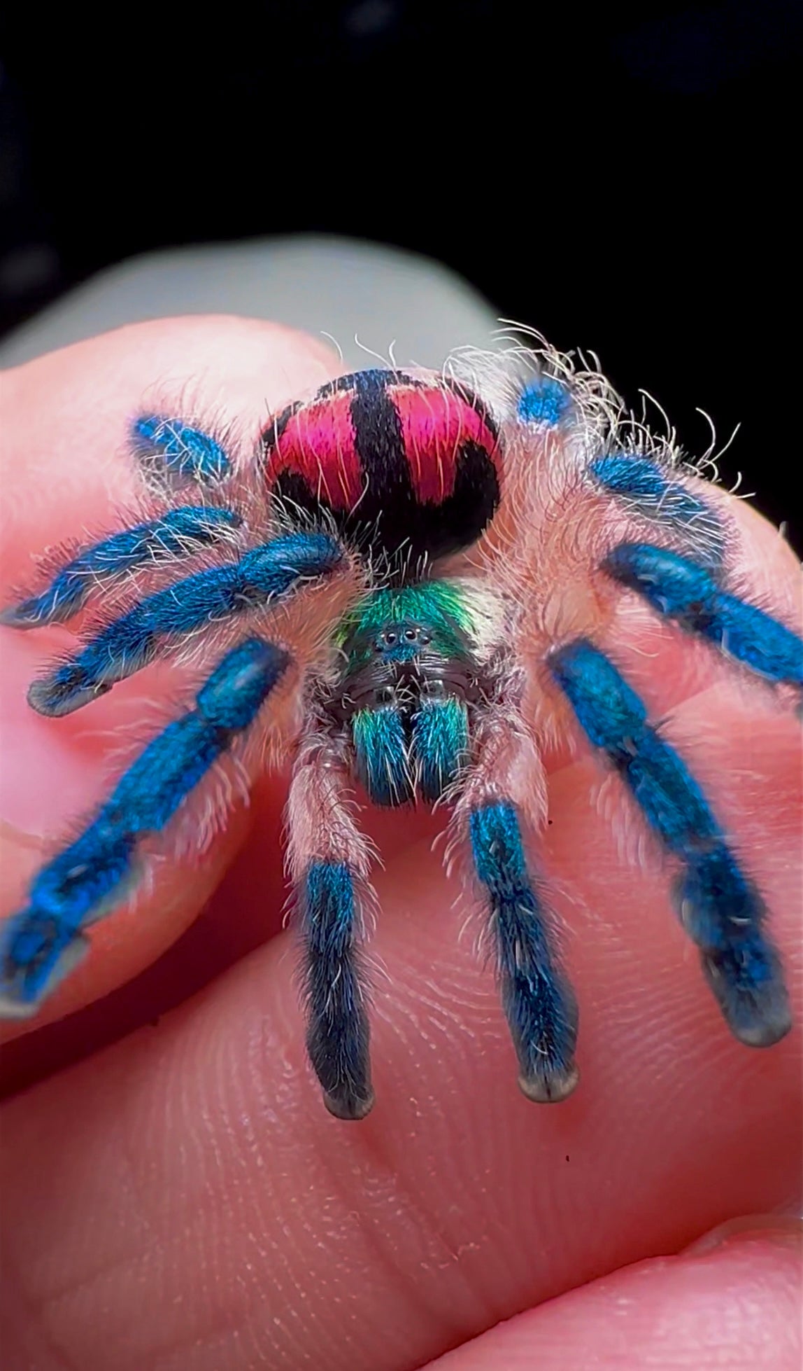 Typhochlaena seladonia Adult female on hand front view