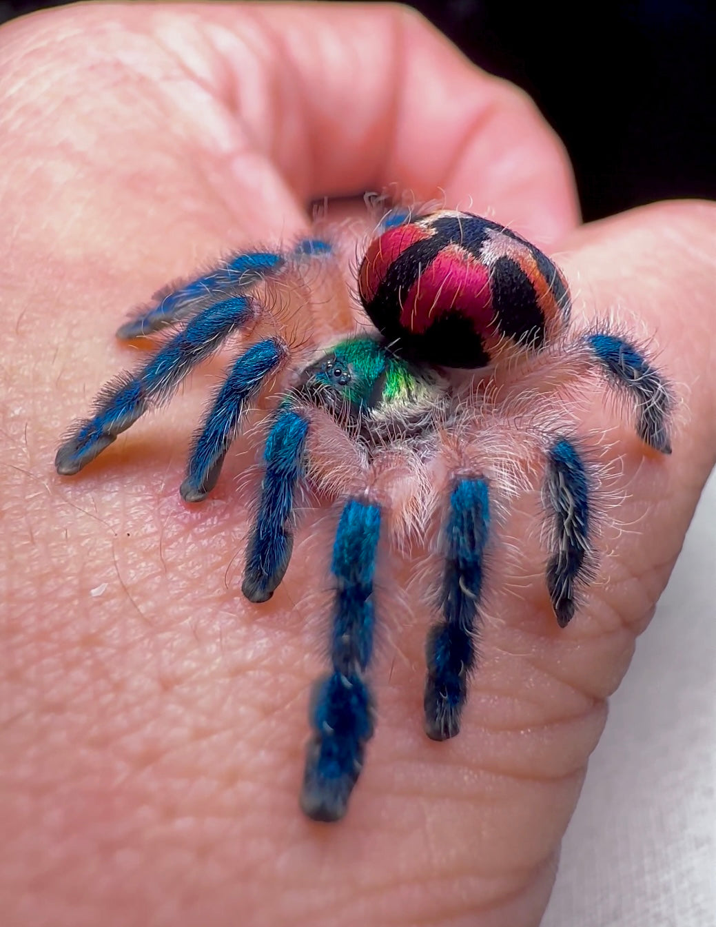 Colorful Brazilian jewel tarantula on hand