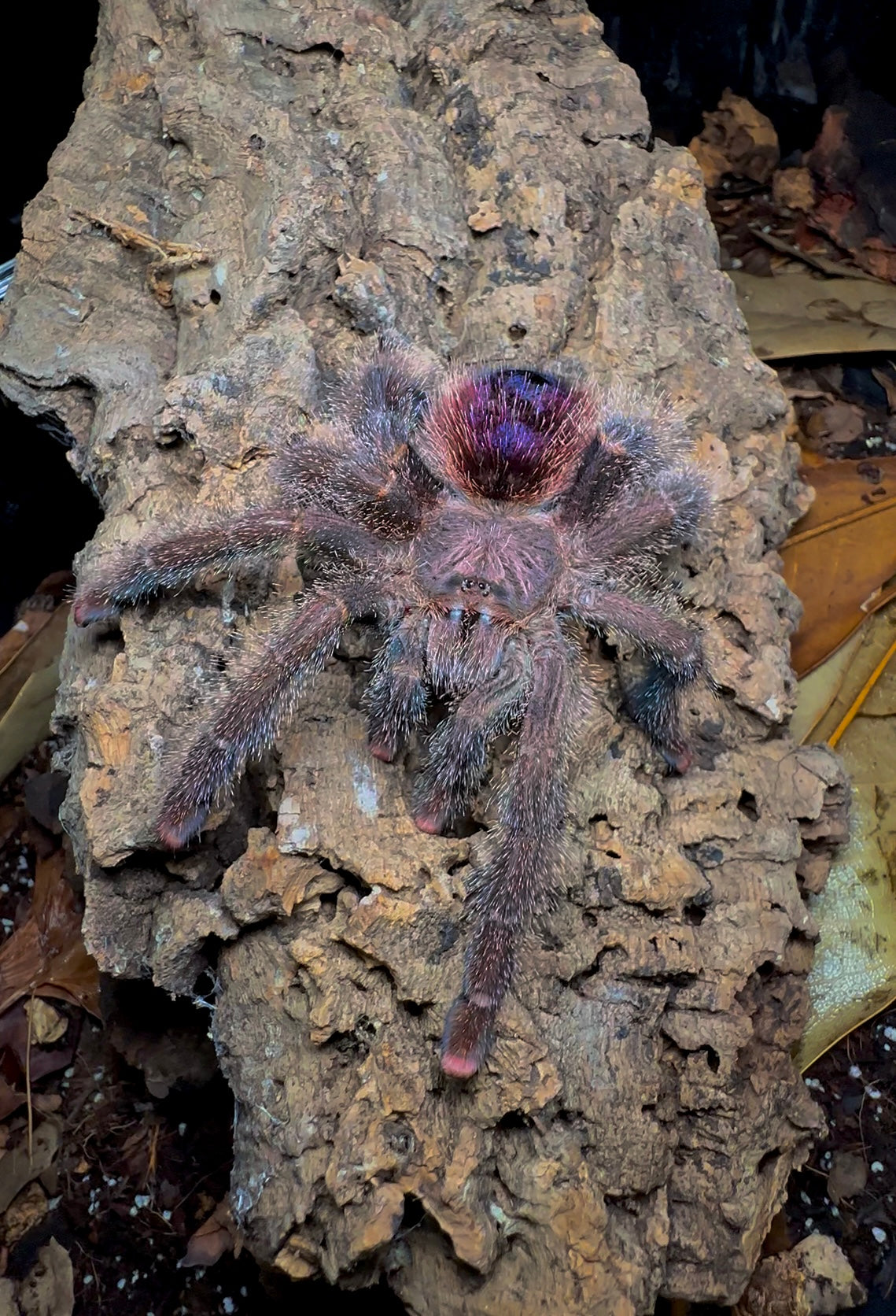 Avicularia Bicegoi Adult Female for sale