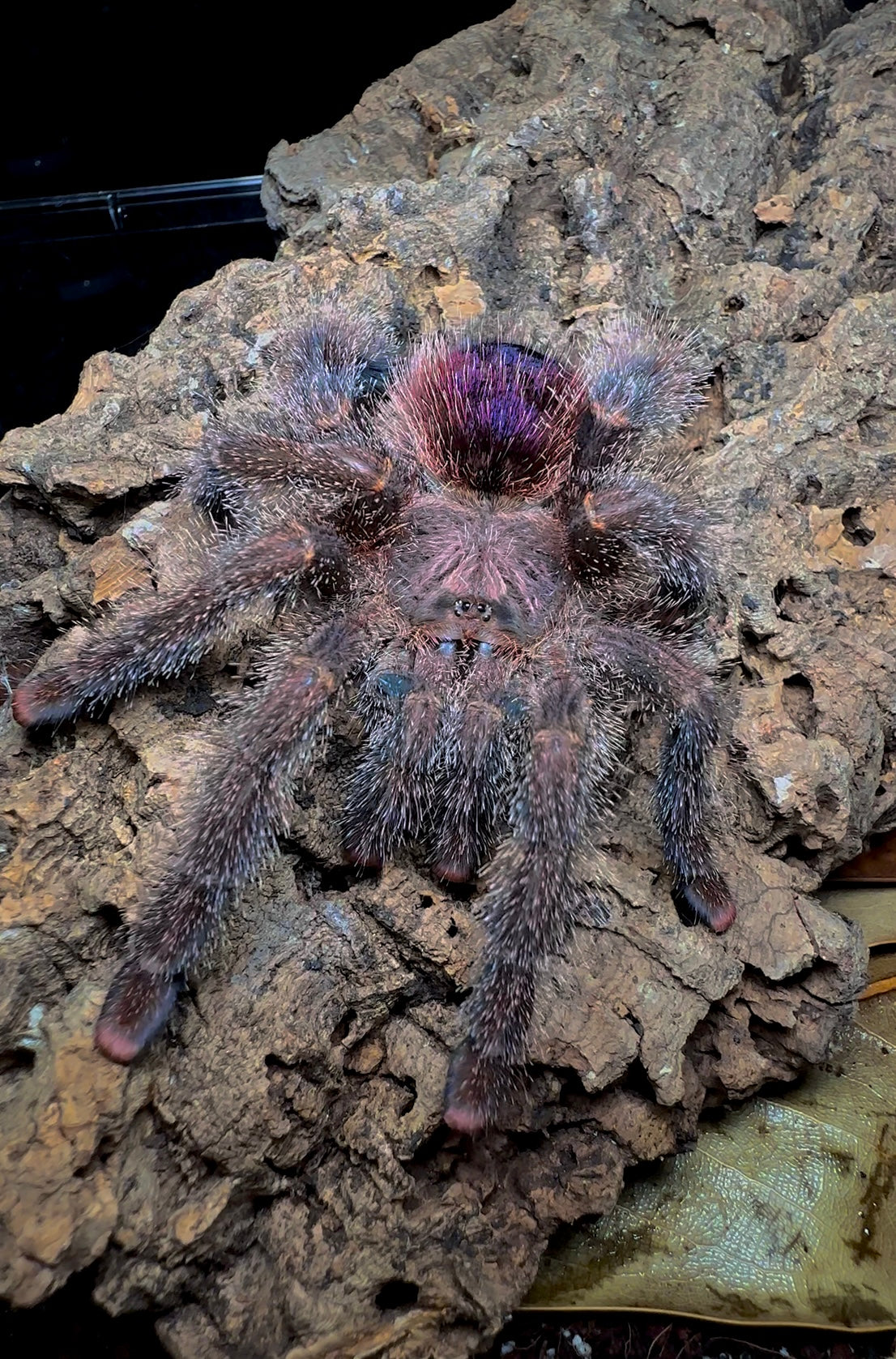 Front side view of Adult female Avicularia Bicegoi tarantula