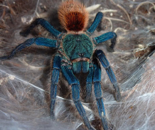 GBB (Green Bottle Blue tarantula) Adult female for sale