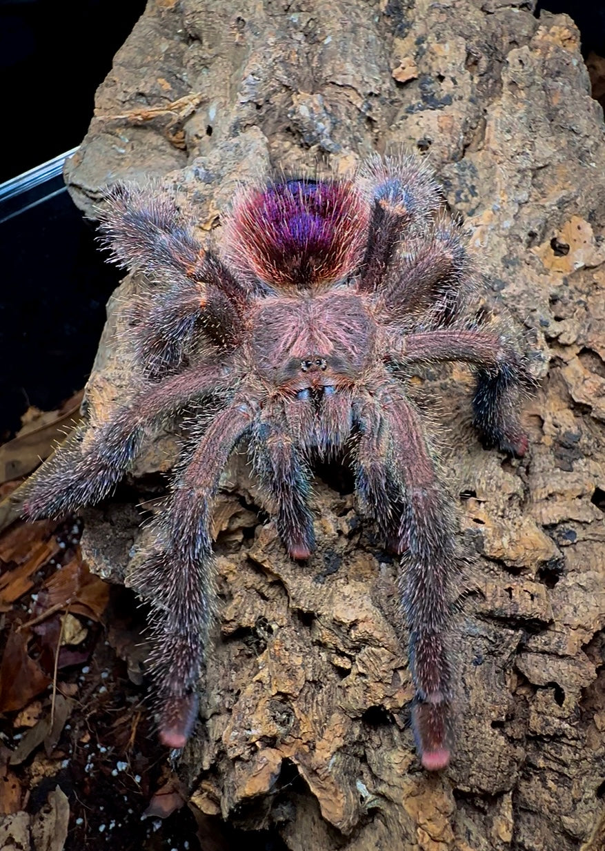 Avicularia Bicegoi tarantula on cork bark
