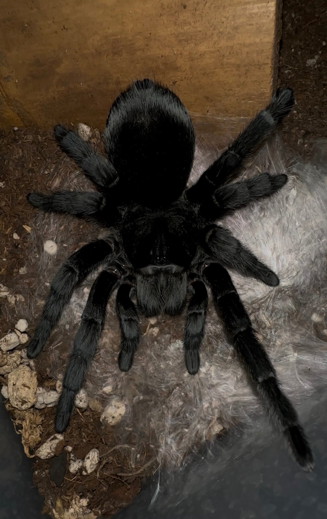 Grammostola pulchra - Brazilian Black - Adult Female For Sale
