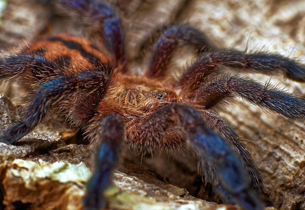 Pachistopelma bromelicola Tarantula for sale. Close up