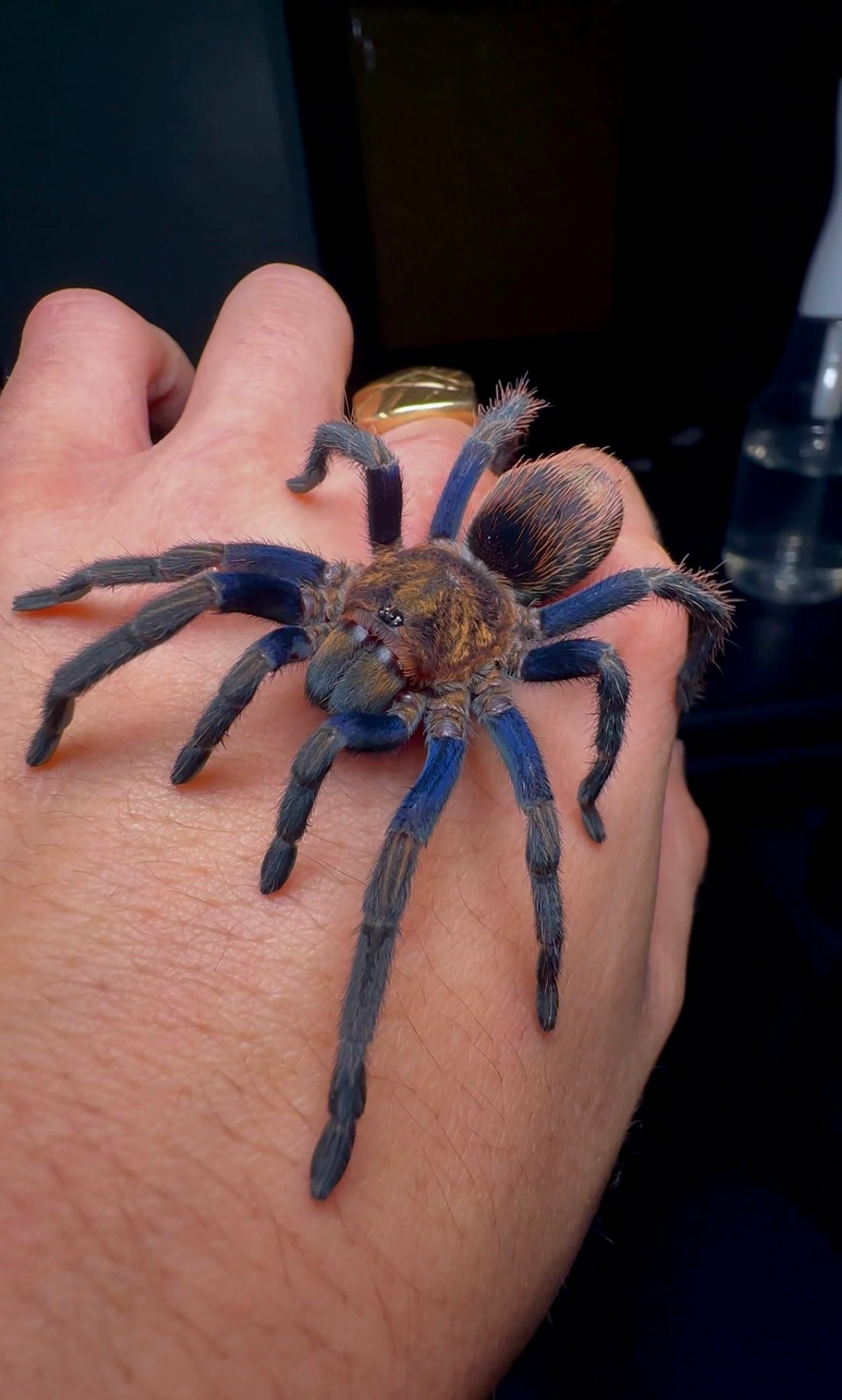 Large spider on a person's hand with a blurred background