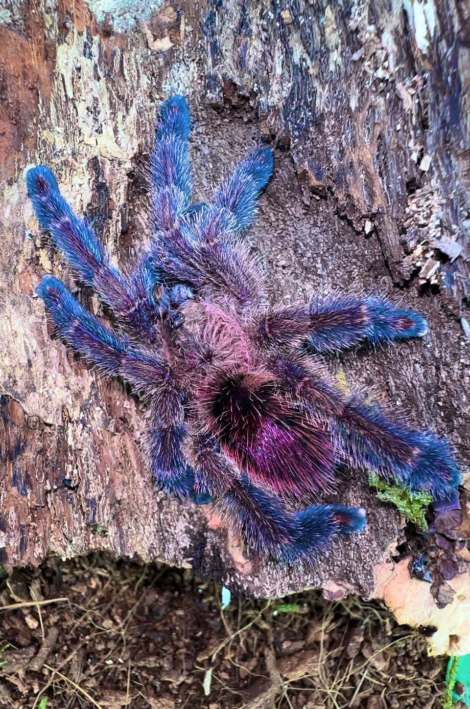 Amazon Sapphire PinkToe Tarantula back side on cork bark