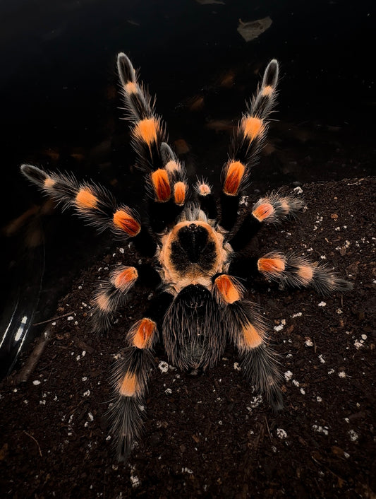 Giant Mexican Red Knee Tarantula - big orange tarantula