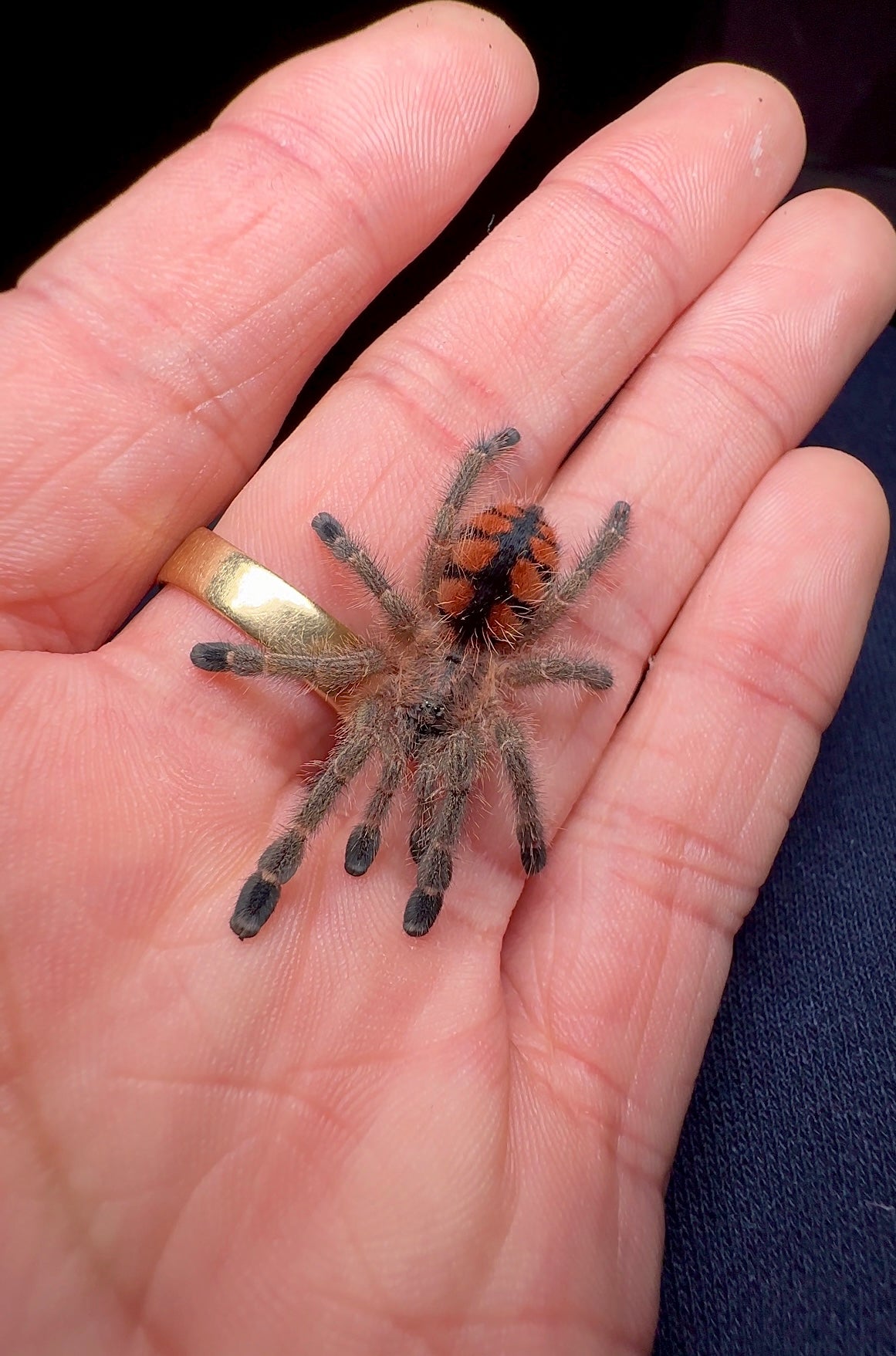 Avicularia Minatrix Young female tarantula for sale