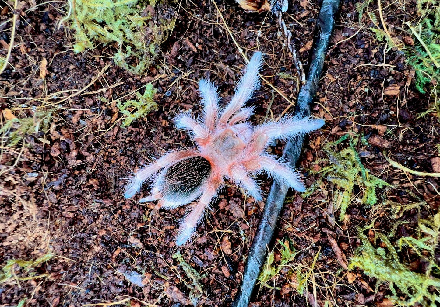 Grammostola sp. maule sling for sale