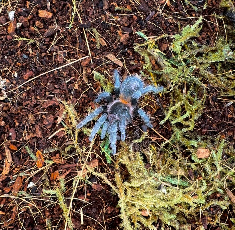 Hoemmeoma chilensis juvenile female tarantula for sale