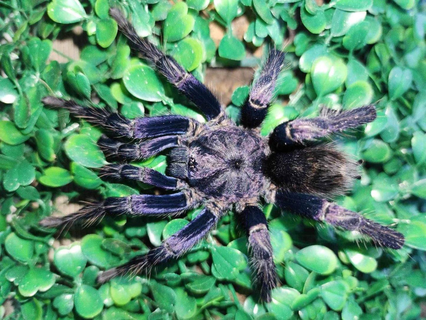 Theraphosidae sp. Azul – The Peruvian Jeweled Azul Tarantula - EXTREMELY RARE!