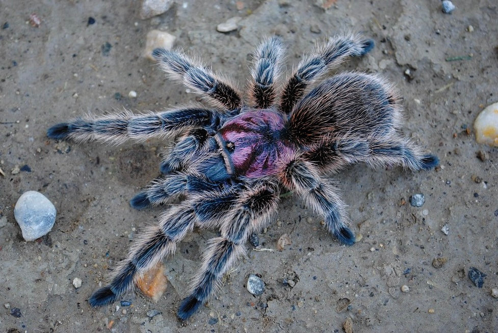 Grammostola porteri - Chilean Blue Rose - (Los Andes Locale) - For Sale