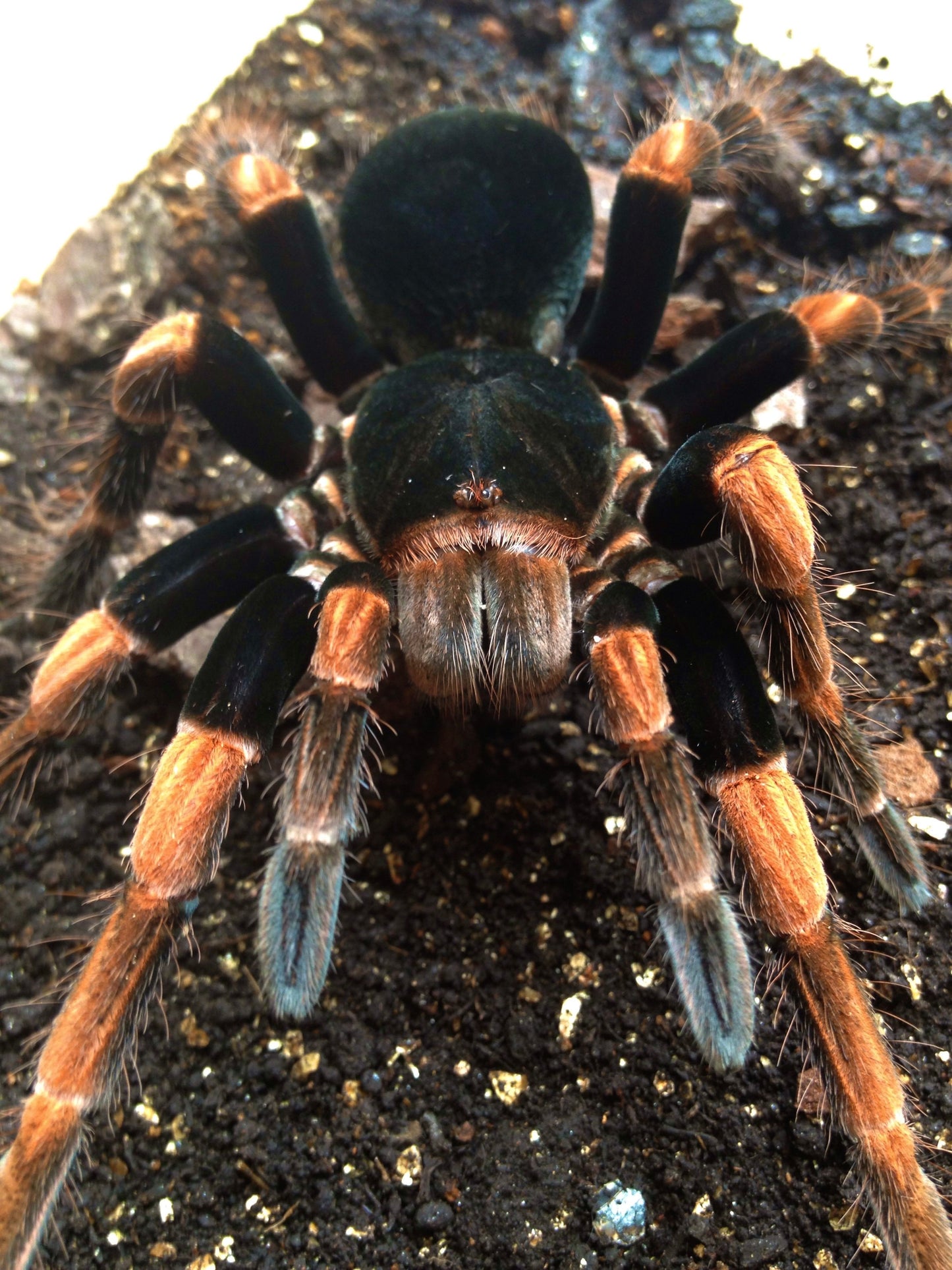 Abdomegaphobema mesomelas Adult Female tarantula shot from the front side