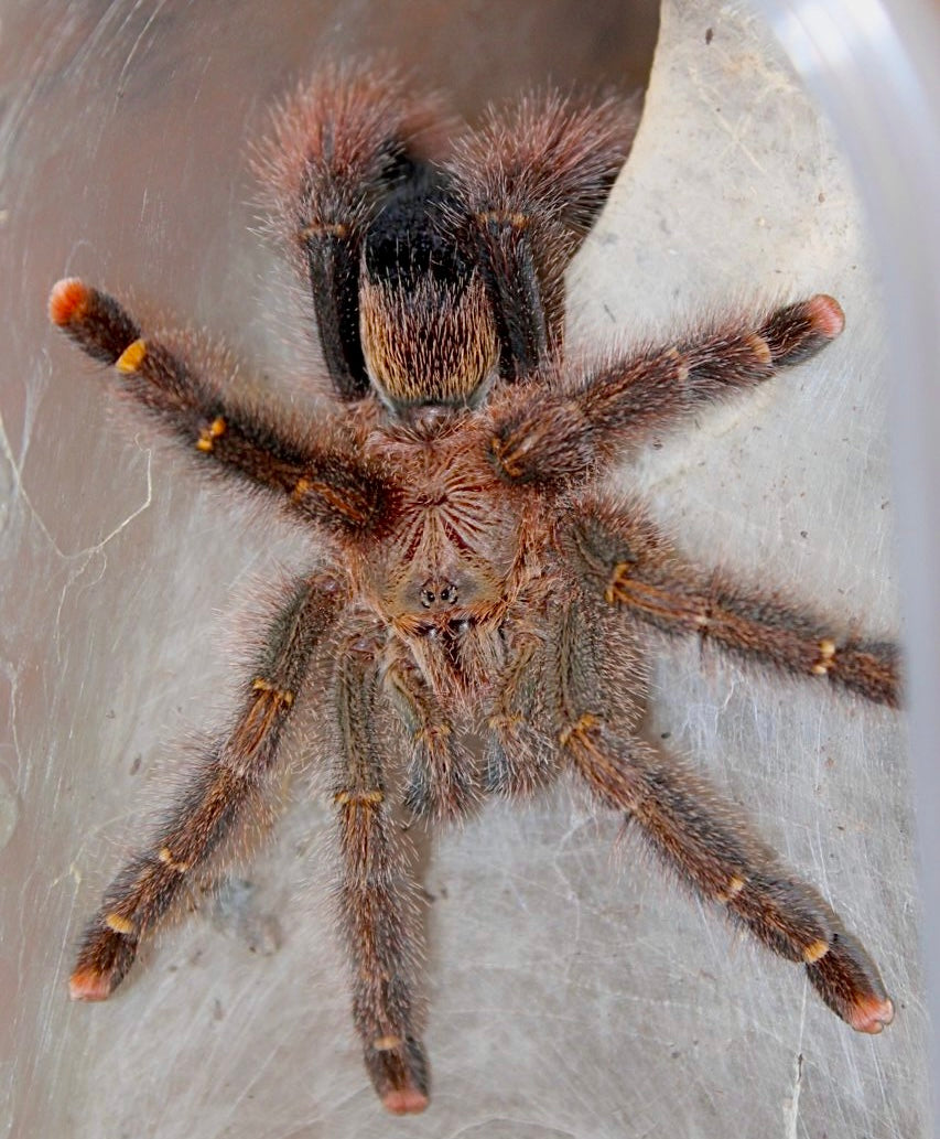 Avicularia Rufa - Brazilian yellow banded pinktoe tarantula Adult female