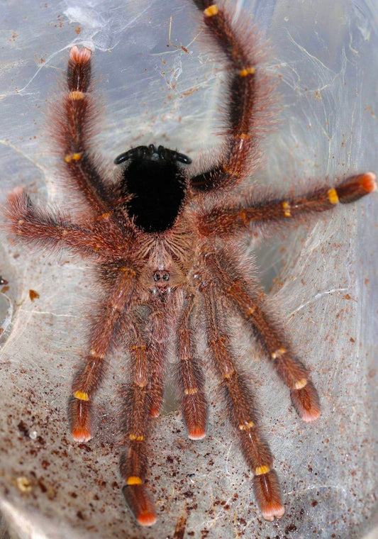 Young adult female Avicularia rufa tarantula on its web