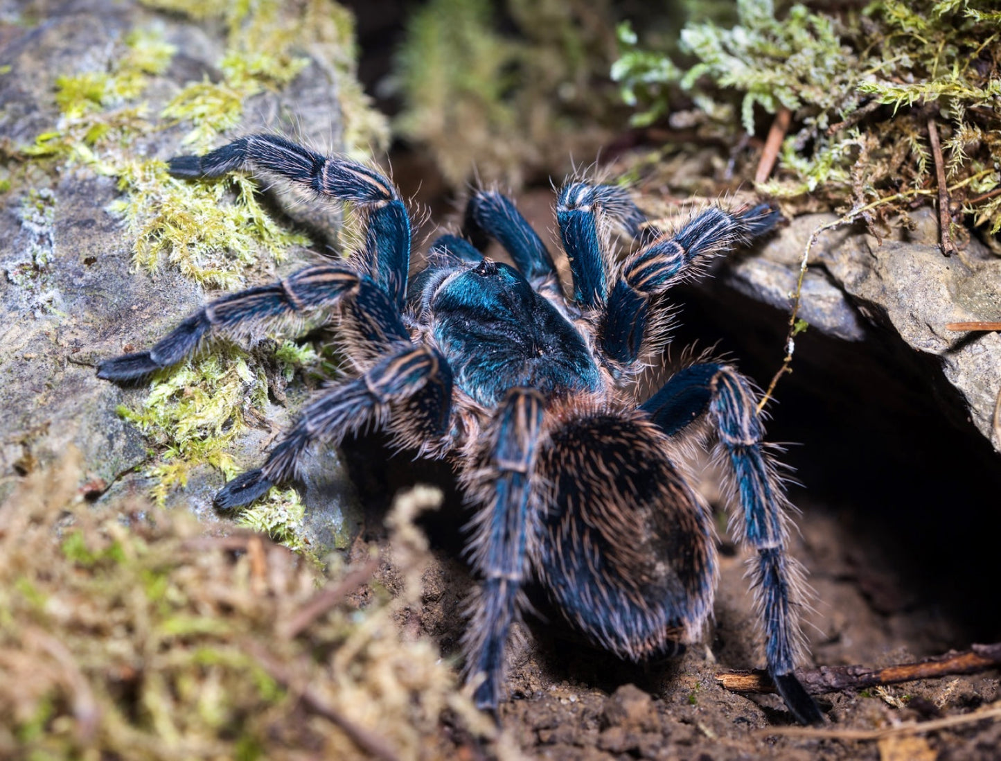 Ewok cyaneolus - Cobalt Blue Rump - For Sale!