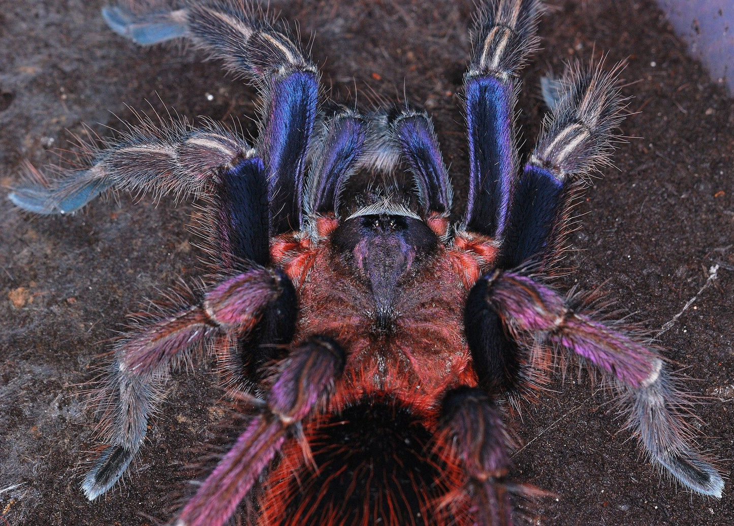 Sericolpelma sp. Boquete - Panama Rainbow Bird Eater - Extremely Rare!