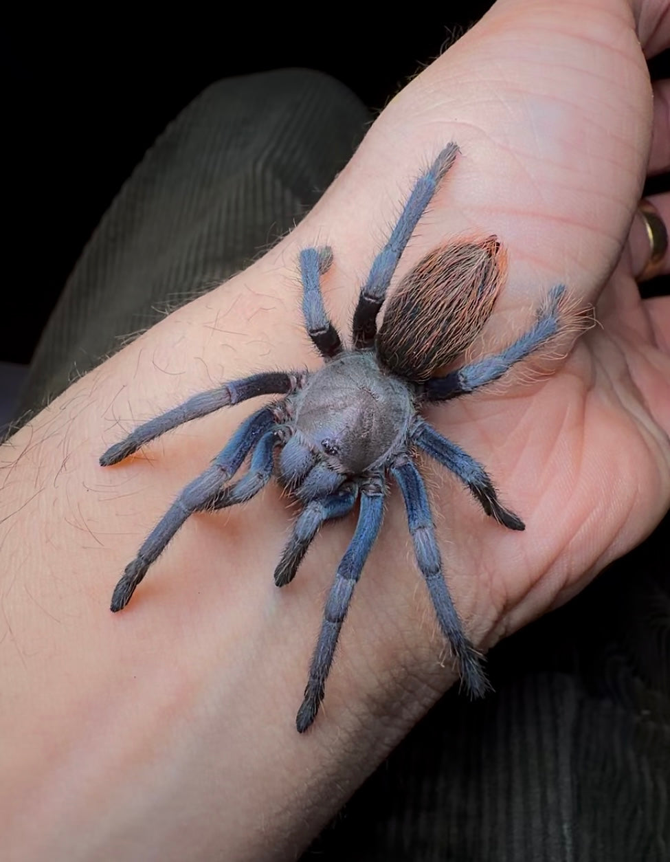 Aphonopelma sp. Aqua Fuego - The Blonde Blue Fuego - SWOLLEN BALLS RARE!