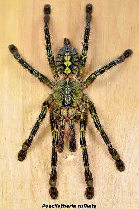 Poecilotheria rufilata adult female tarantula