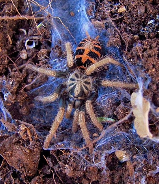 Davus sp. Chiapas juvenile female close up on dirt and web substrate