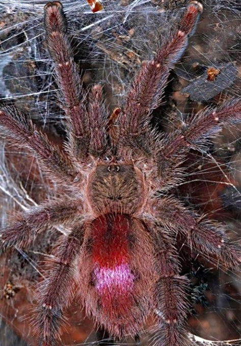 Adult Female Iridopelma sp. Rosa tarantula - Ruby Bloom Pink Toe in the wild