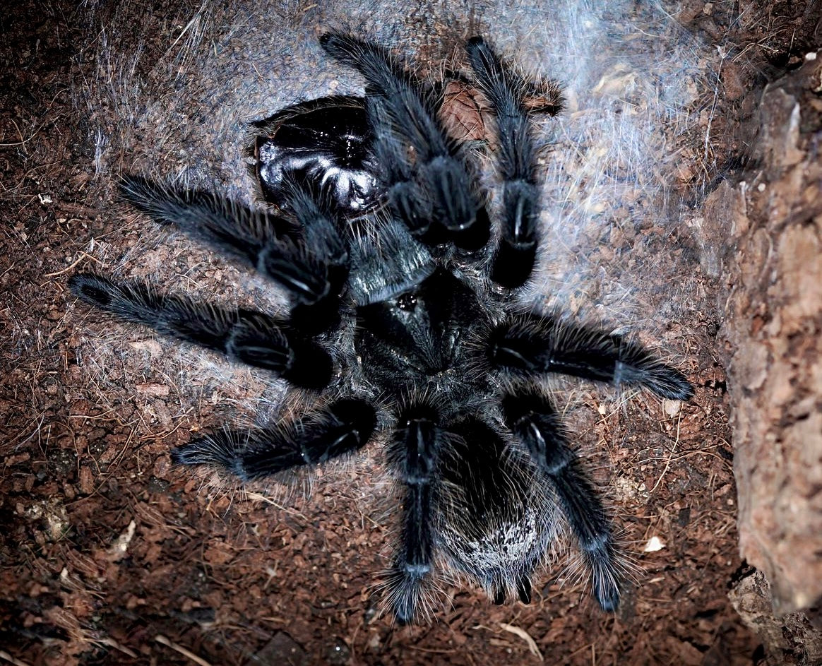 Grammostola Grossa Tarantula - freshly molted