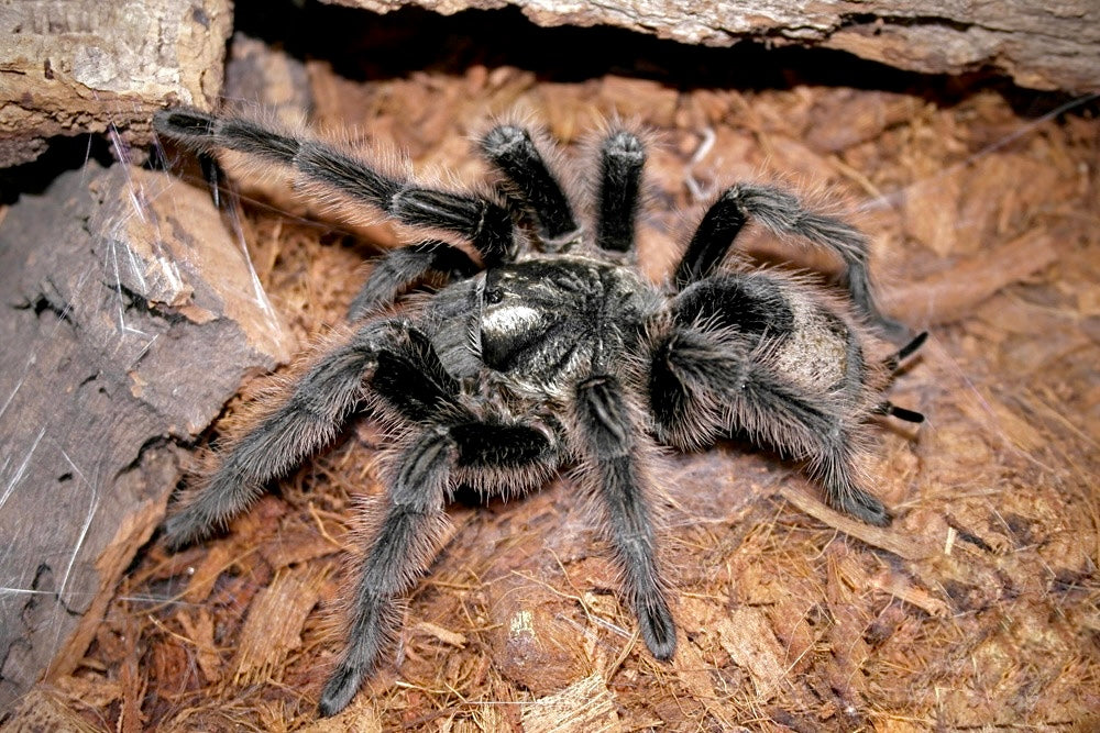 Grammostola Grossa Tarantula on web