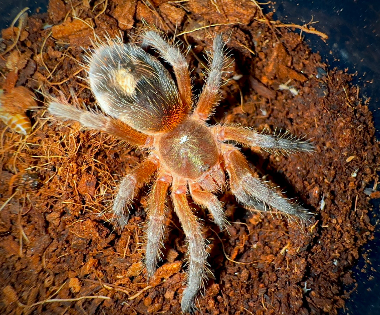 Euathlus manicata gold tarantula juvenile female on table