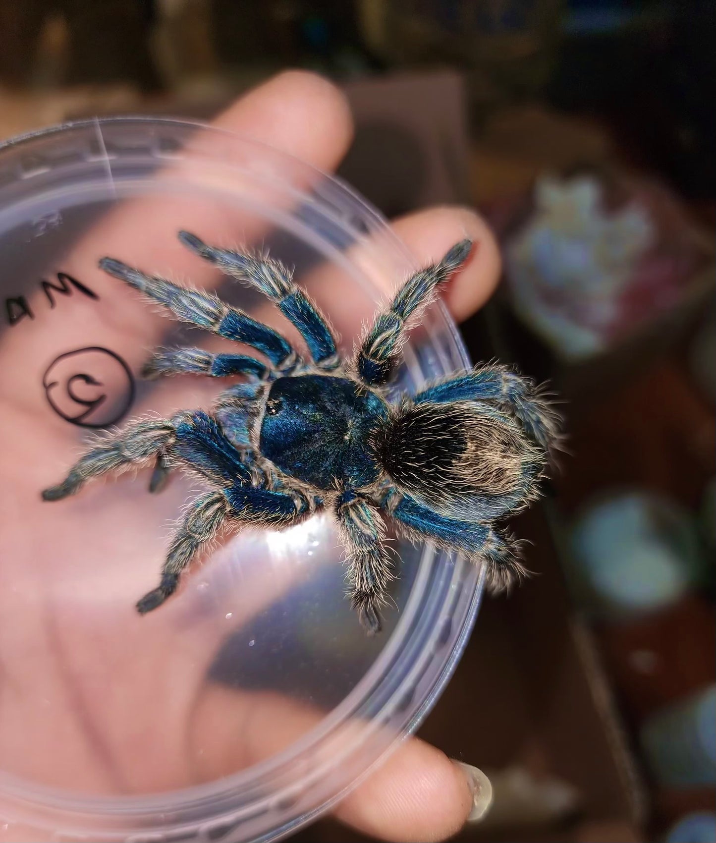Thrixopelma sp blue dwarf full size on hand for size comparison