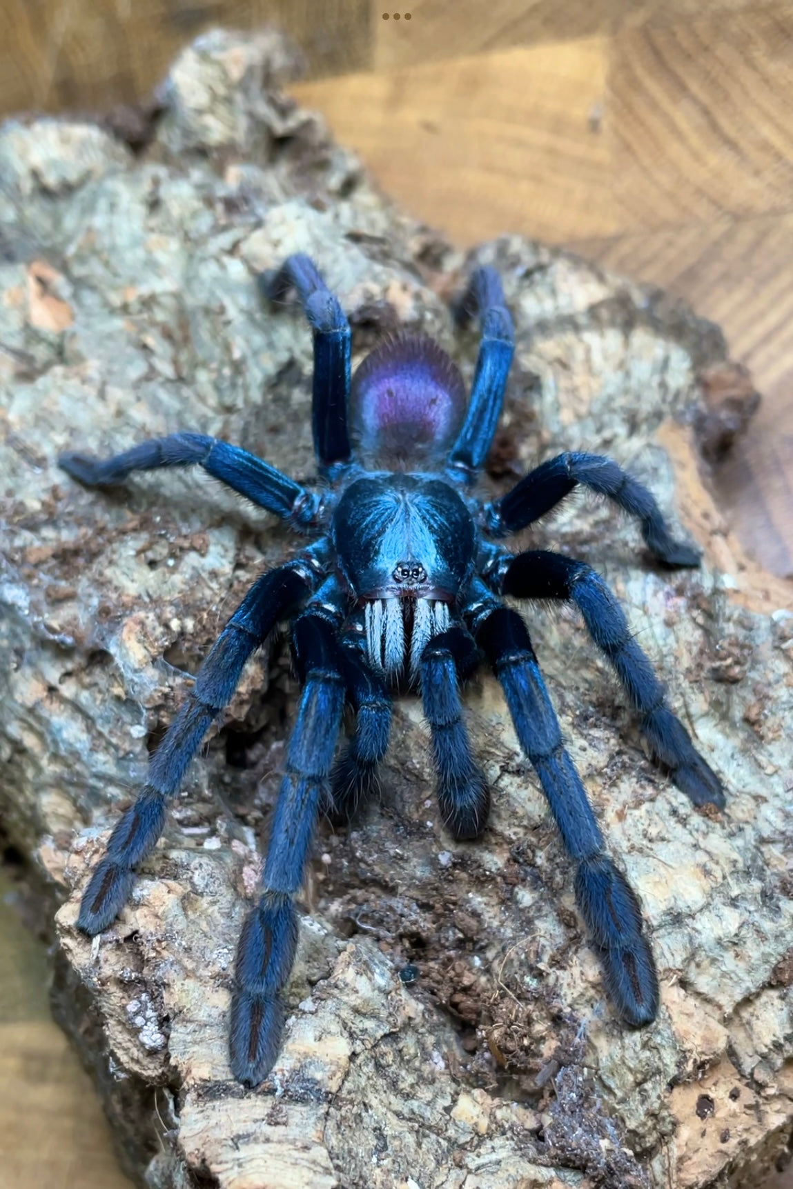 Tarantula Rodeo Westside Tarantulas – Westside Tarantulas