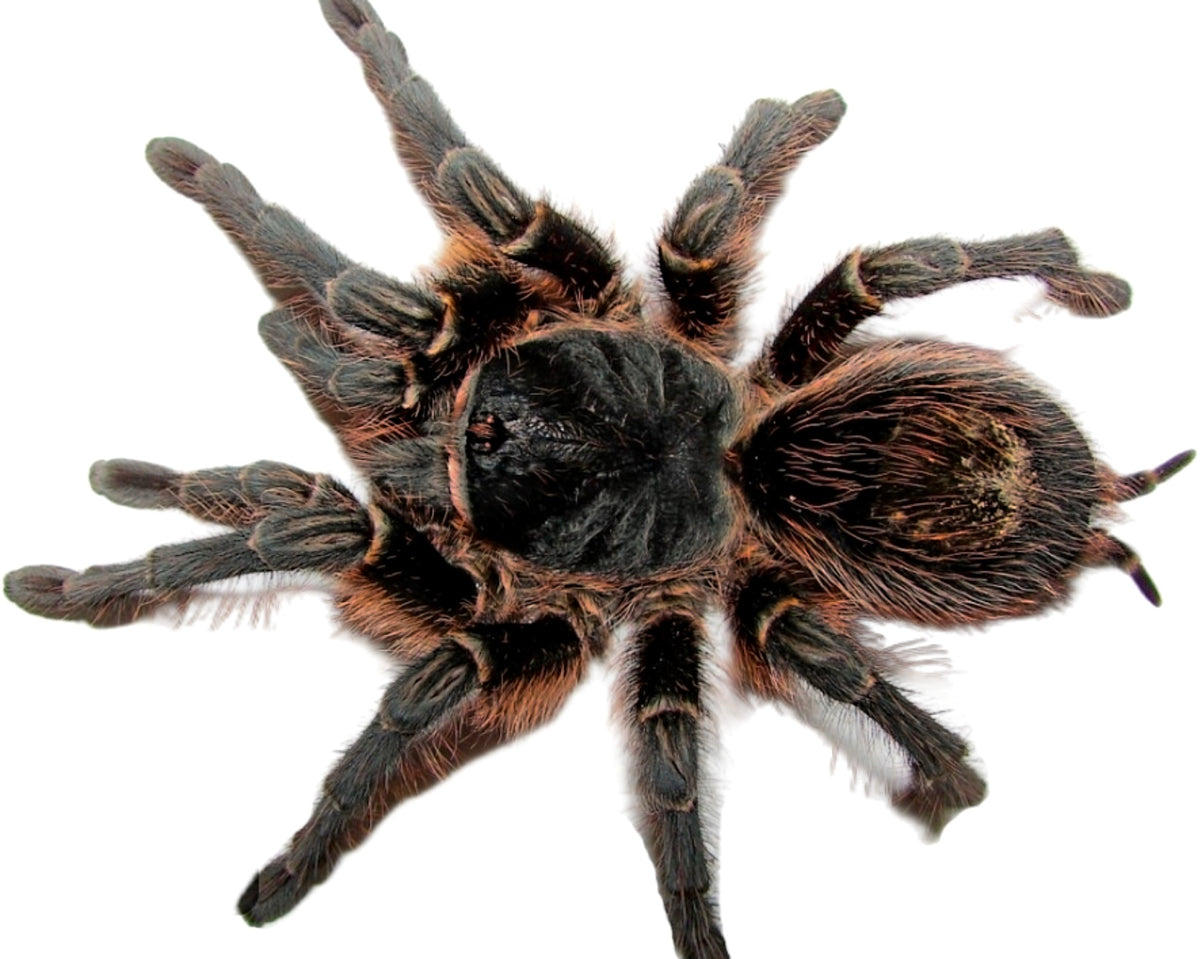 Grammostola vachoni - Argentine Crimson Gravedigger - Extremely Rare!