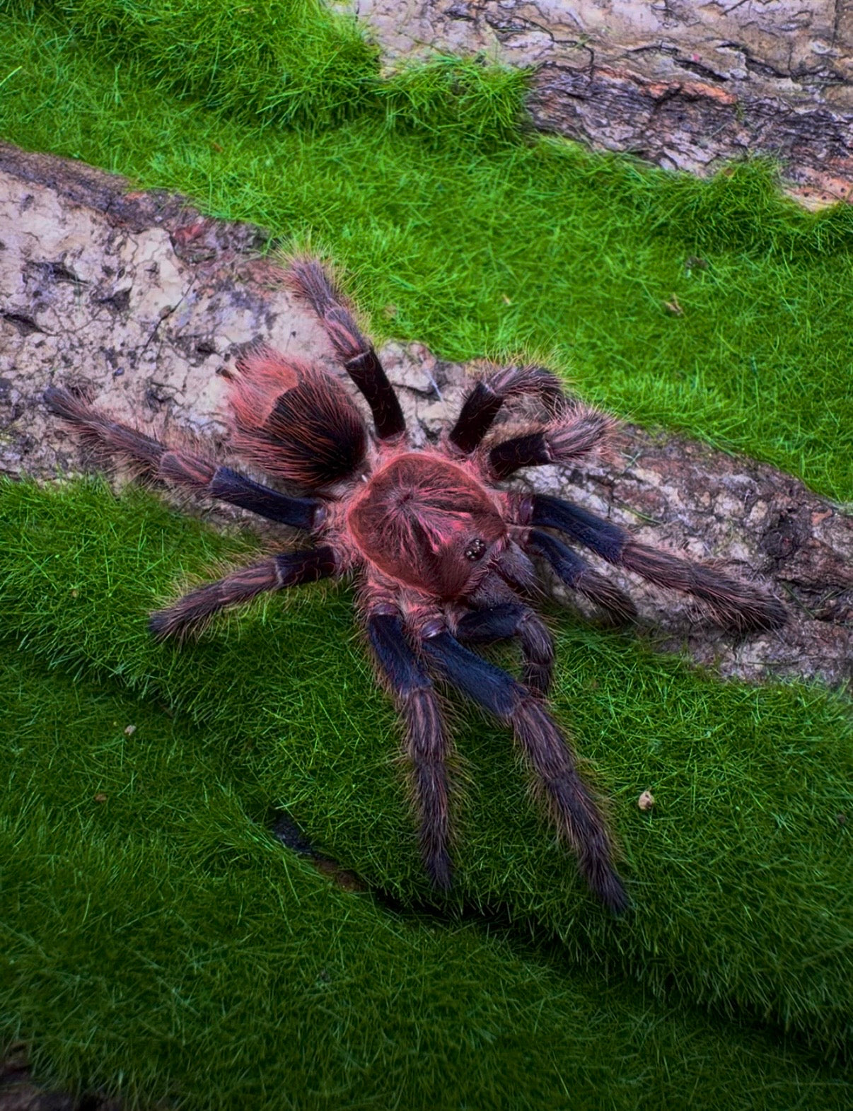Bonnetina chamala - Pulp Fiction Tarantula - Extremely Rare!